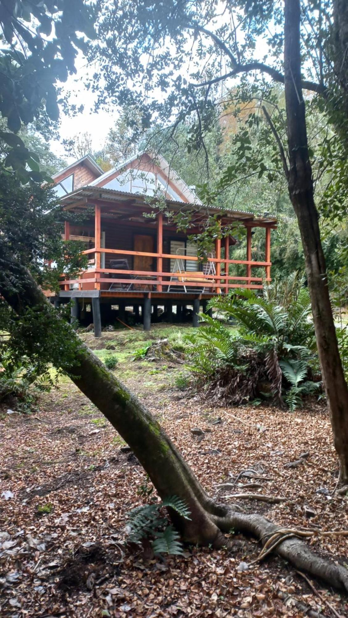 Agradable Inserta En Bosque Nativo